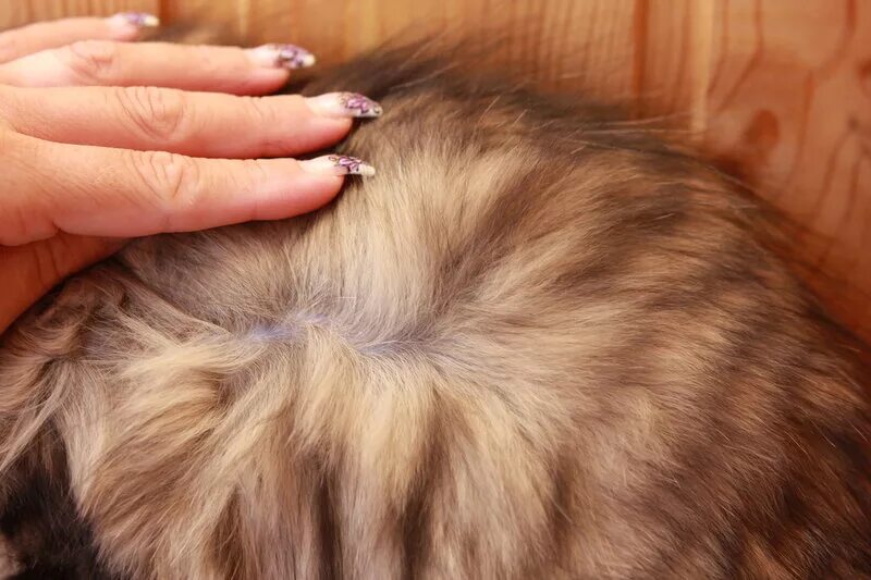 подшерсток млекопитающих. вибриссы кошки анатомия. подшерсток млекопитающих. ость и подшерсток. строение шерсти.