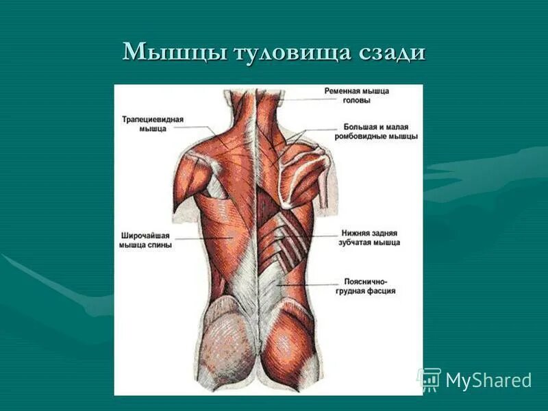 Передняя часть человека. Мышцы человека со спины и спереди. Мышцы торса.