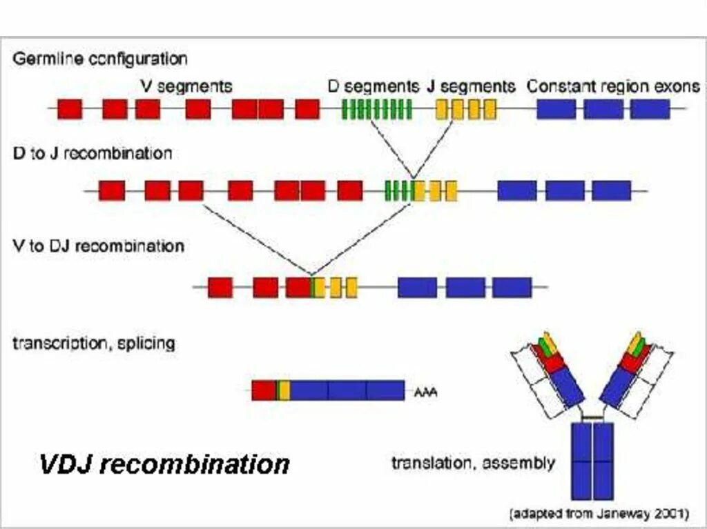 Образование новых комбинаций генов. V(D)J-рекомбинация. VDJ рекомбинация. Строение генов иммуноглобулинов. Перестройка генов иммуноглобулинов.