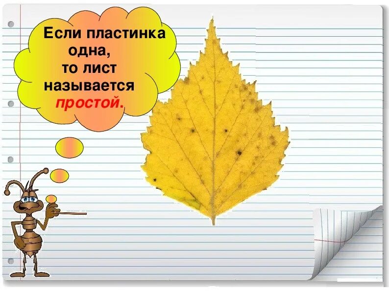 Тема текста листок. Урок что это за листья. окружающий мир листья. тема листья. листья урок окружающего мира.