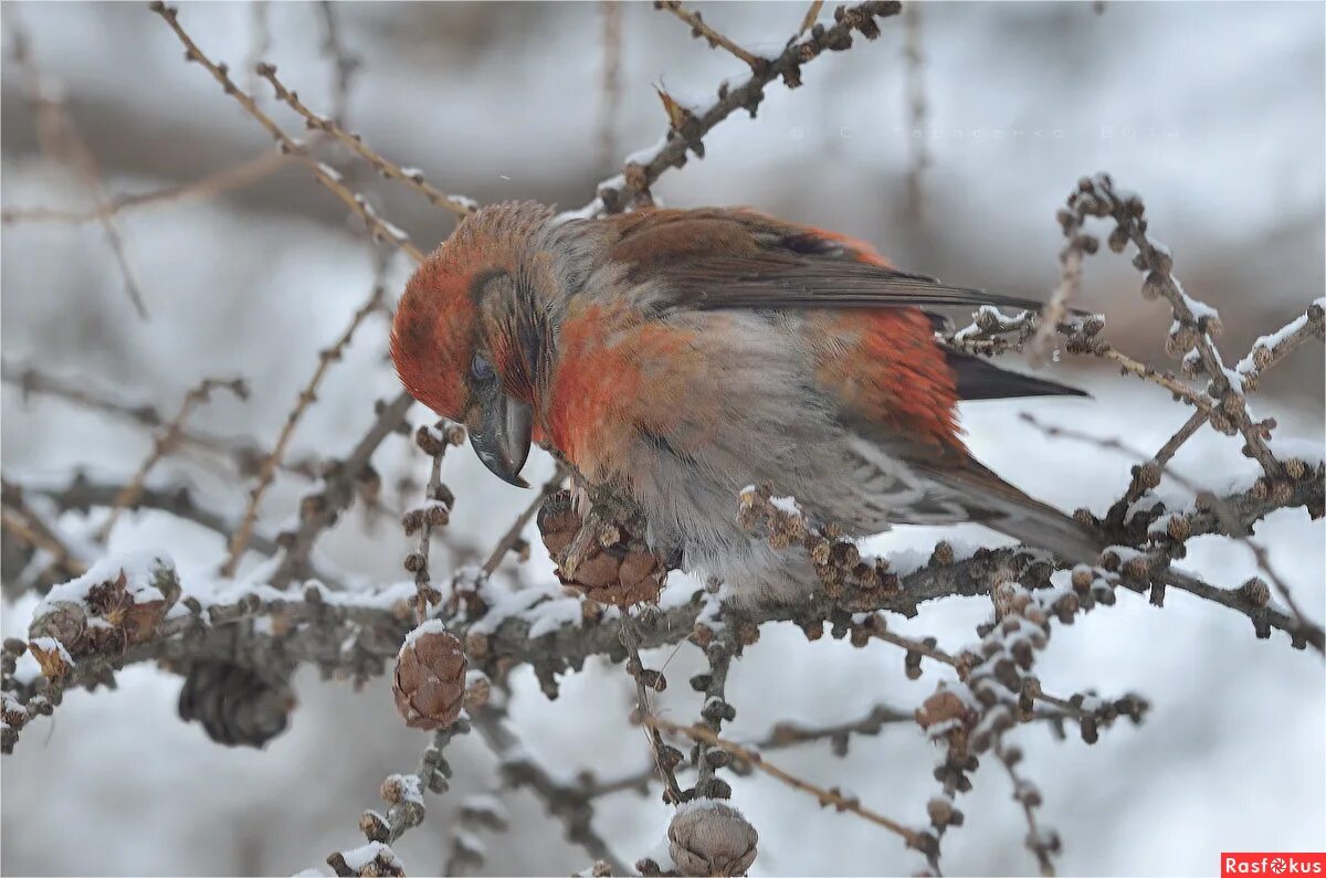Птицы зимой клест. Клёст-еловик. Гнездо клеста зимой. Клест зима. Клест зимой.