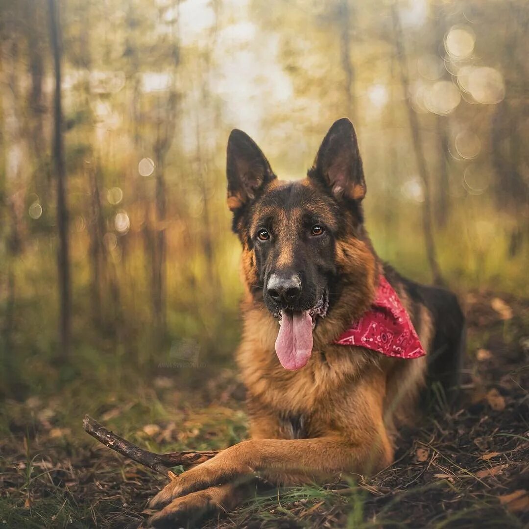 Блондинка с овчаркой. Девушка немецкую овчарку. Немецкая овчарка черная. Фотосессия с немецкой овчаркой. Фотосессия с немецкой овчаркой.