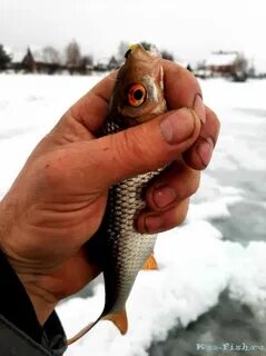 Fishing yesterday
