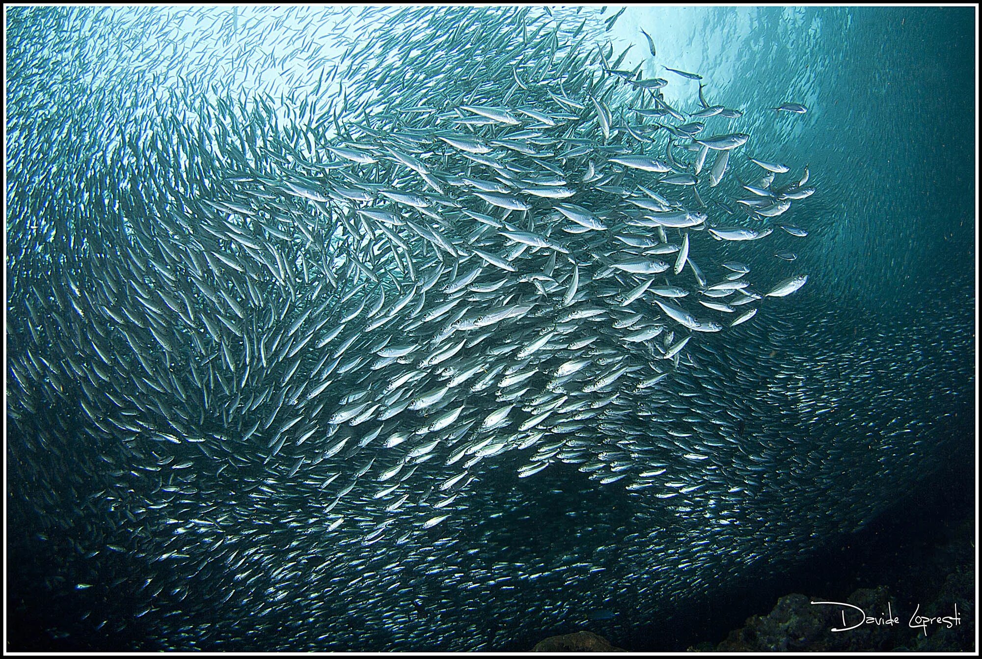 1000 oceans