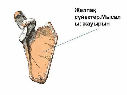 Томпақ бисексуалдар
