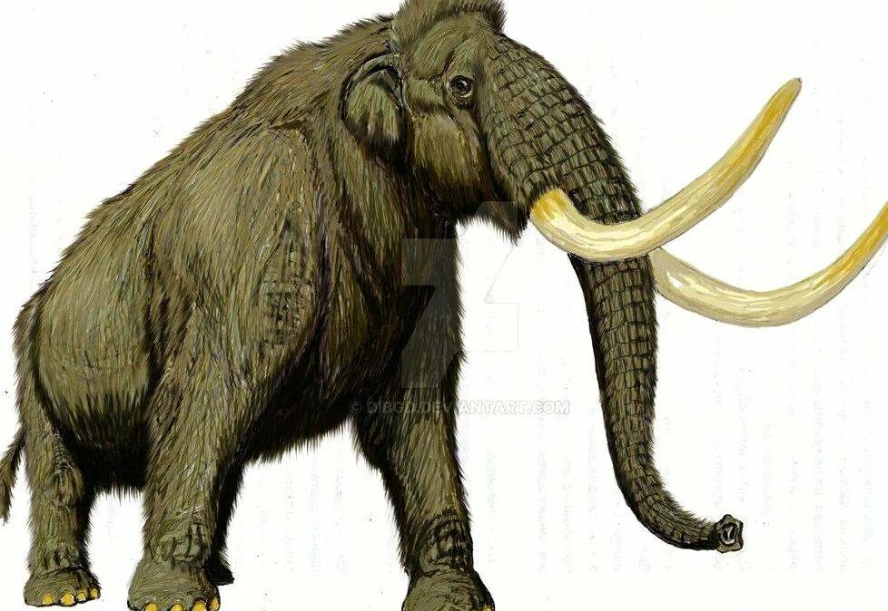 Является ли мамонт непарнокопытным. Mammuthus (мамонты). степной мамонт mammuthus trogontherii. mammuthus sungari. степной мамонт трогонтериевый слон.