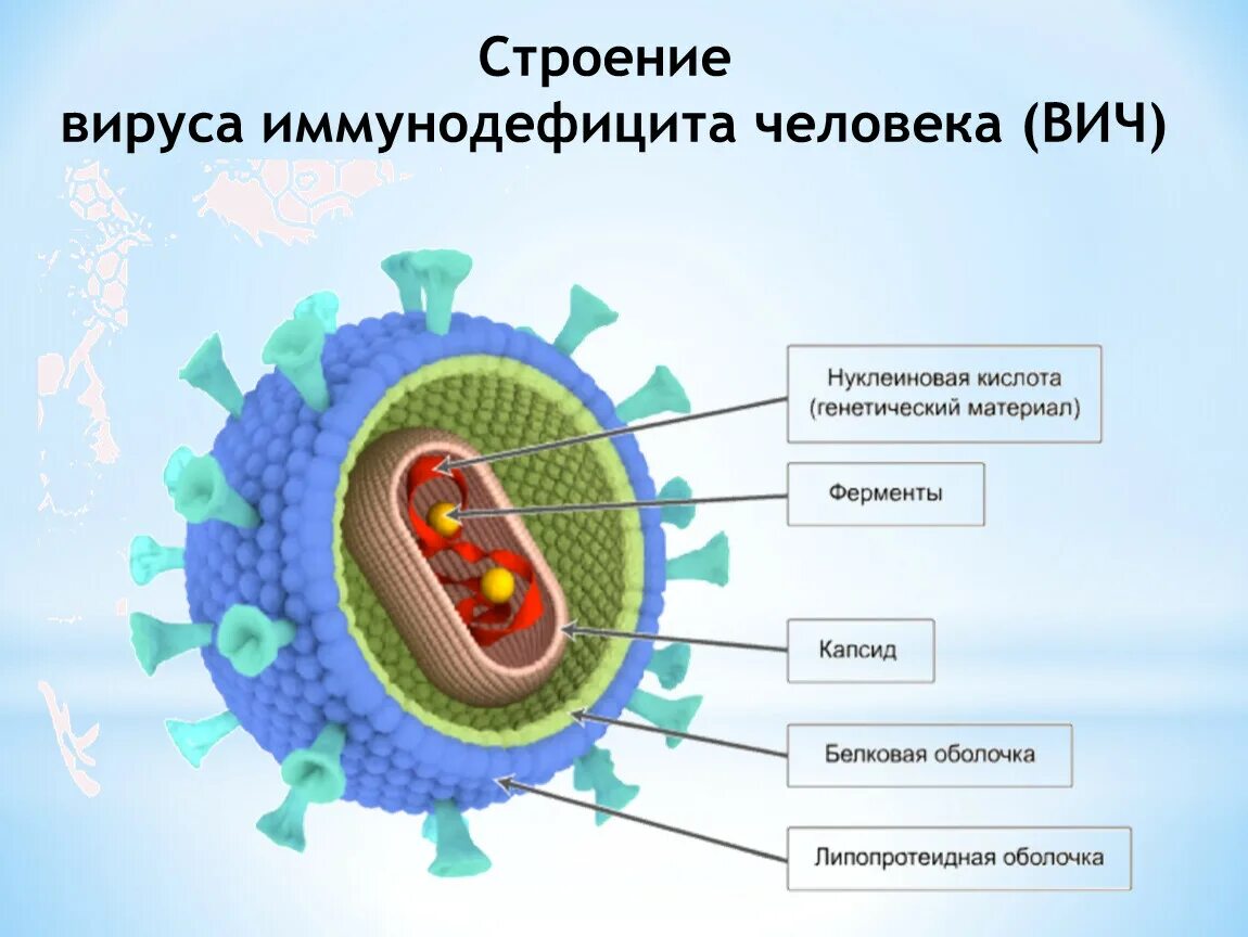 3 строение вируса. Вирус иммунодефицита строение. Строение вируса. Строение вируса ВИЧ. Схема строения вируса.