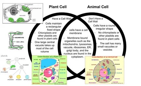 Many plant and animal