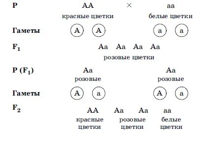 Поле гибридное скрещивание
