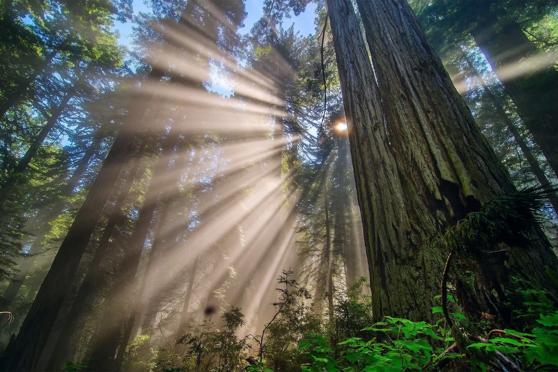 Лес солнце и звезды. Редвуд национальный парк туман. Национальный парк «Редвуд» Калифорния, США. "Солнце в лесу". Луч.