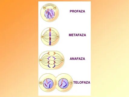 Метафаза телофаза