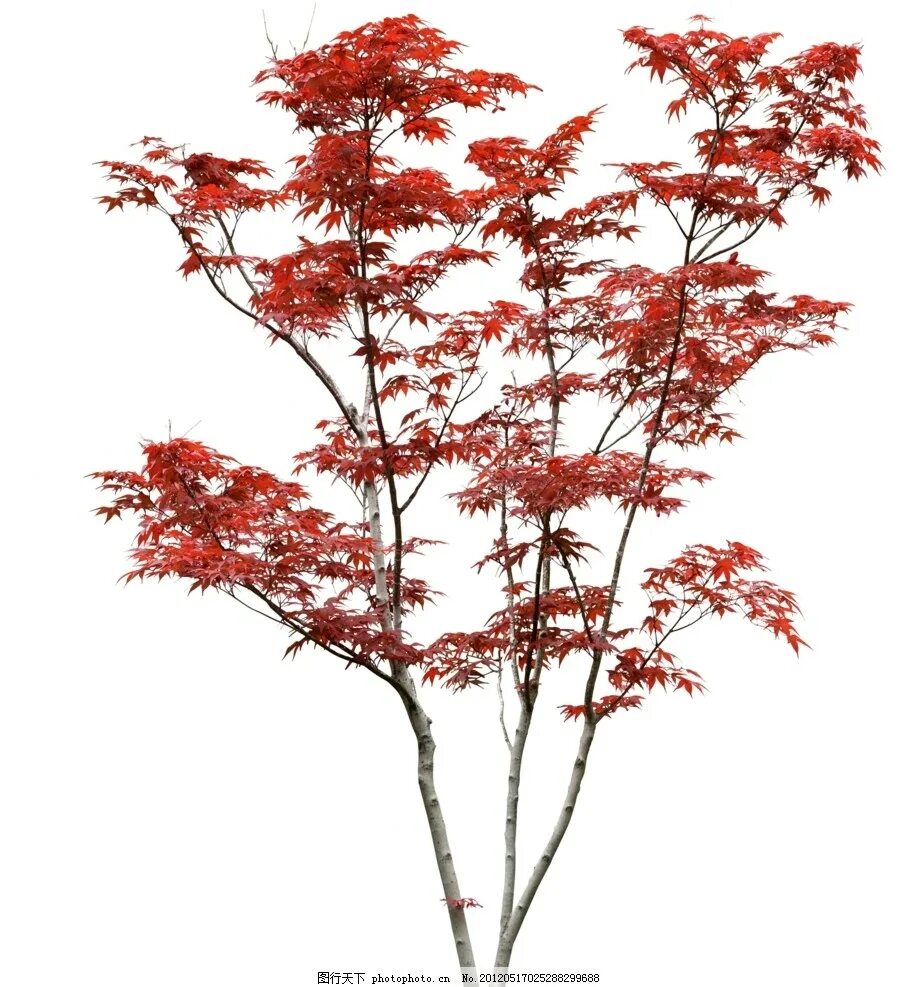 осеннее дерево. клен гиннала png. дерево на прозрачном фоне. дерево на прозрачном фоне. клен дерево.