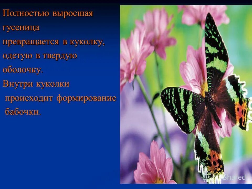 отряд чешуекрылые или бабочки. изучение бабочек как называется. размножение чешуекрылых. к какому типу относится бабочка. отряд чешуекрылые бабочки.