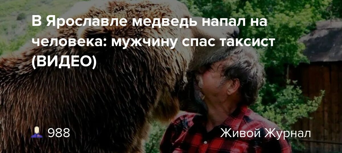 Медведь нападает во сне к чему снится. Медведь напал на человека в ярославле. медведь напал на человека в зоопарке.