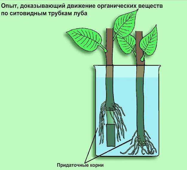 Опыт движение органических веществ по стеблю. Опыты передвижение воды и Минеральных веществ. Передвижение воды по растению. Транспорт воды и Минеральных веществ в растении. Какие вещества передвигаются по сосудам древесины