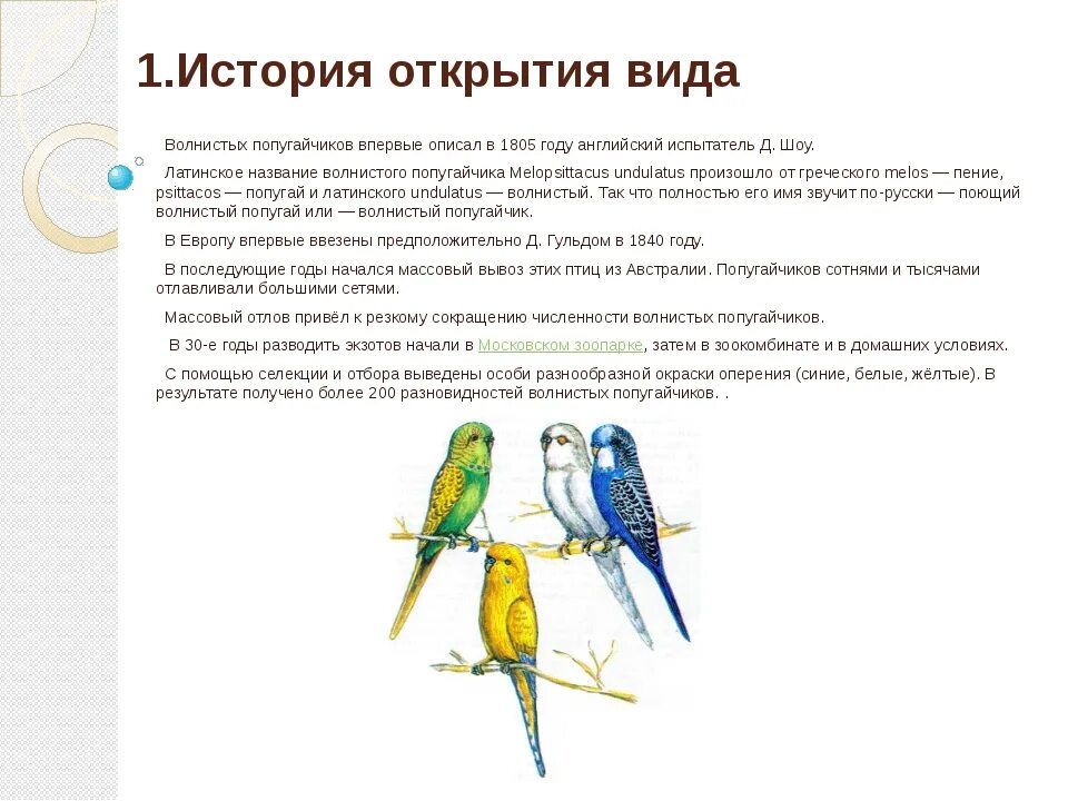 Какие слова говорят попугаи. Факты о волнистых попугайчиках. Интересные факты о попугаях. Факты о волнистых попугаях. Рассказ о волнистом попугае.