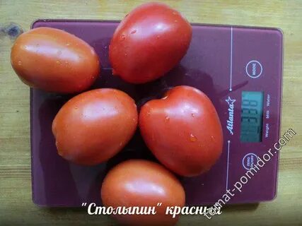 Томат столыпин отзывы