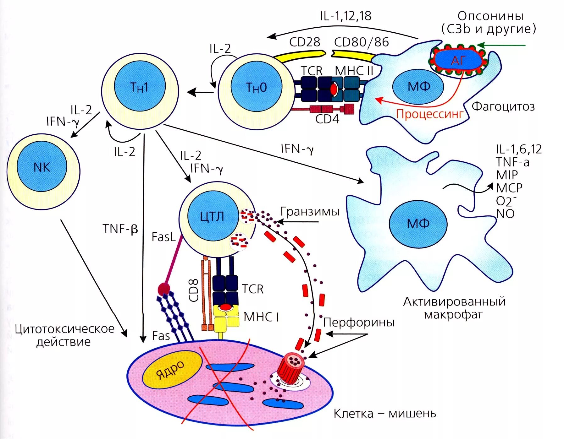 Схема т клеточного иммунного ответа. Т клеточный иммунный ответ иммунология. Схема воспалительного иммунного ответа. Клеточный иммунный ответ механизм схема.