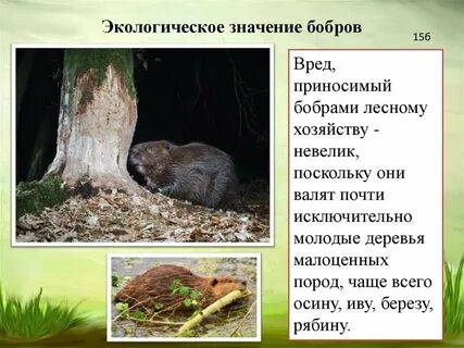 Чем полезны бобры