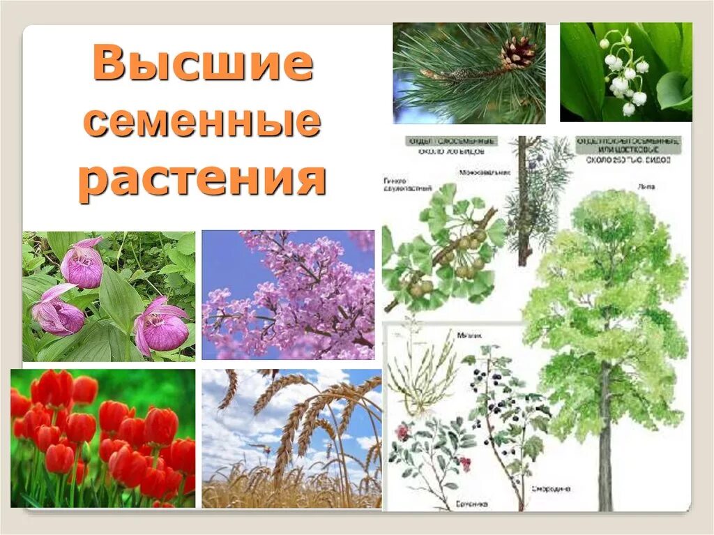 Приведите примеры голосеменных и покрытосеменных растений. Семенные растения. Высшие семенные растения. Многообразие семенных растений. Отделы семенных растений.