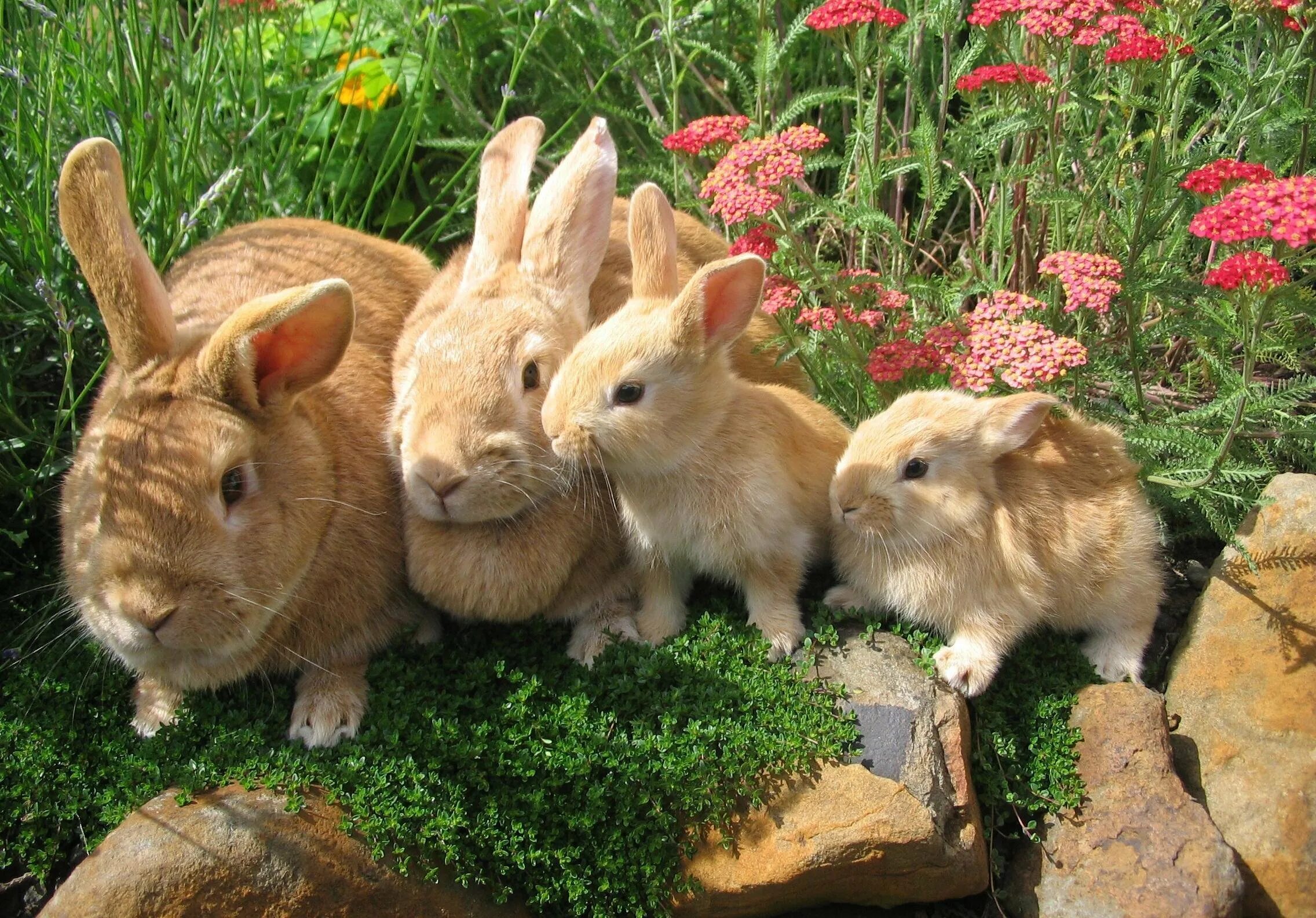 Много зайки. Кролик и крольчиха. Домашние животные. Красивые домашние животные. Крольчиха с крольчатами.