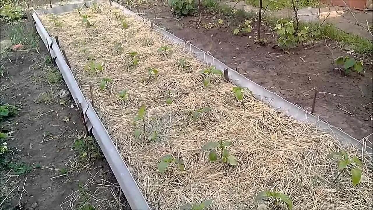 Можно ли мульчировать травой огурцы