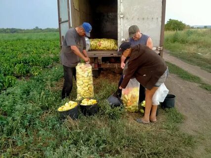 Собрали 364 тонны овощей