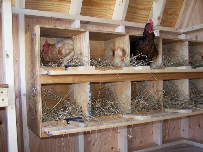 Насест для кур несушек. Насест для 20 кур несушек. Гнезда в курятнике. Гнезда и насесты для кур несушек. Курятник насесты и гнезда.