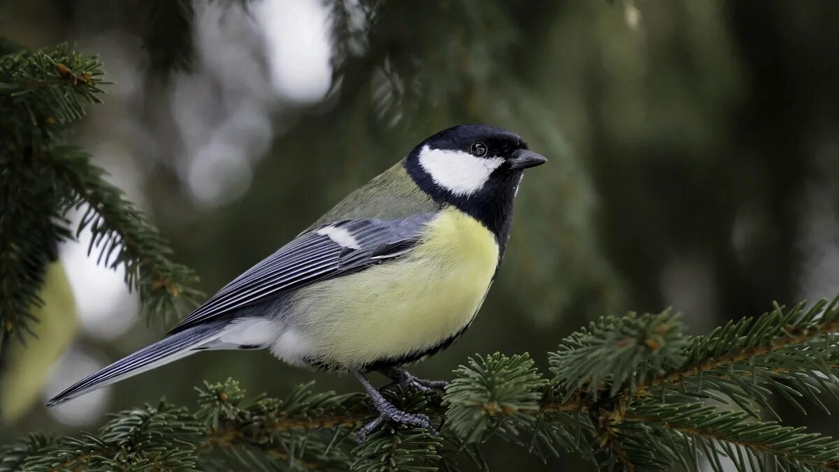 синичка зимой. обыкновенная лазаревка. птица с желтой грудкой синица. синички скворцы. птица лазоревка семейства синичек.