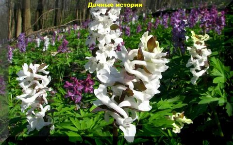 Хохлатка фото