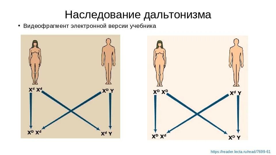 Генотип человека с дальтонизмом. Дальтонизм Тип наследования. Схема наследования дальтонизма у человека. Дальтонизм генетика Тип наследования. Дальтонизм наследование сцепленное с полом.