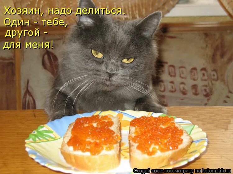 Смешные картинки с котиками и надписями. Хозяин пришел. Кот задумался. Смешные коты в домике. Смешные коты с надписями.