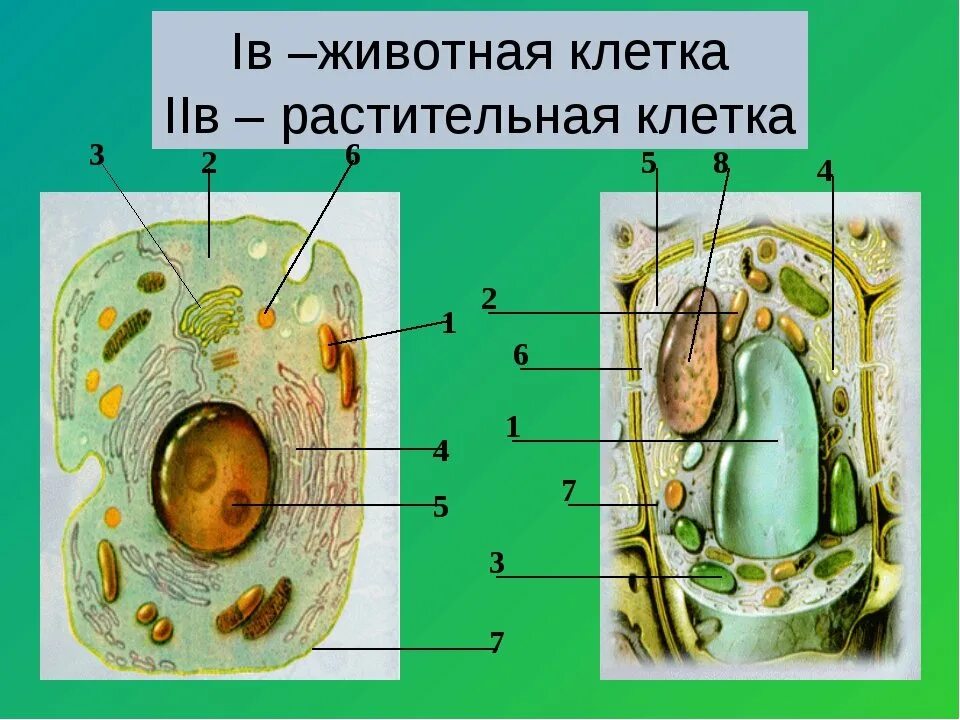 Растительная живая клетка рисунок. Строение животной и растительной клетки 7 класс. Строение растительной и животной клетки без подписей. Клетка растения. Расстиельная и жи вотная клетка.