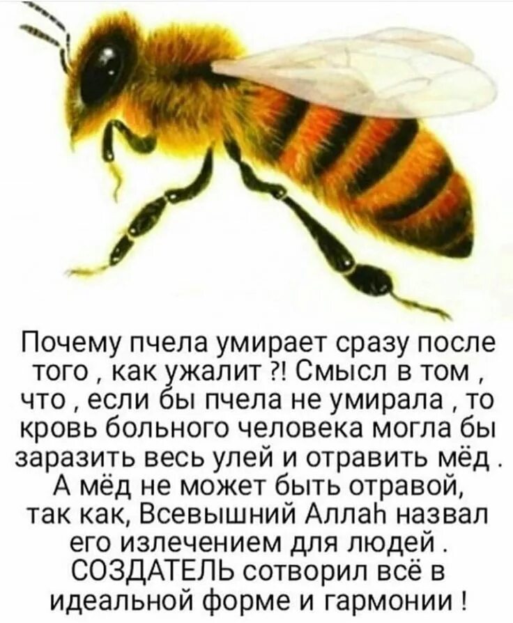 Мала пчела да и та работает смысл