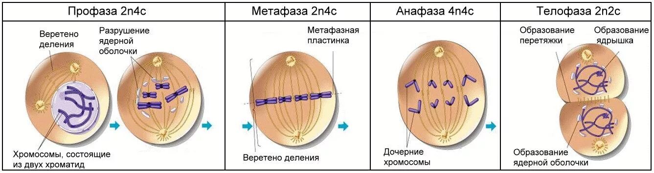 Образование веретена деления мейоза. Формирование веретена деления митоз. Фазы клеточного цикла митоза. Фаза деления клетки 4n4c.