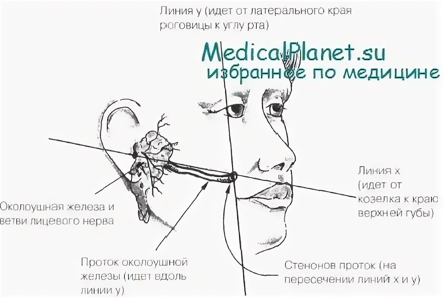 Нервы околоушной железы