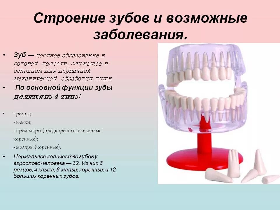 Костная основа полости рта. Строение и функции зубов. Строение зуба. Зубы особенности строения. Зубы их строение и функции.