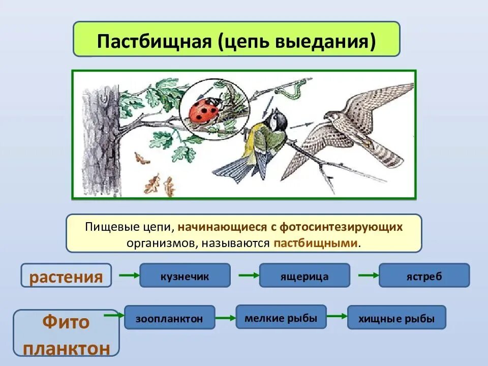 Установите правильную последовательность элементов пастбищной цепи питания. Цепь выедания и цепь разложения. пастбищная трофическая цепь. пастбищные и детритные цепи питания. пастбищная пищевая цепь (цепь выедания).