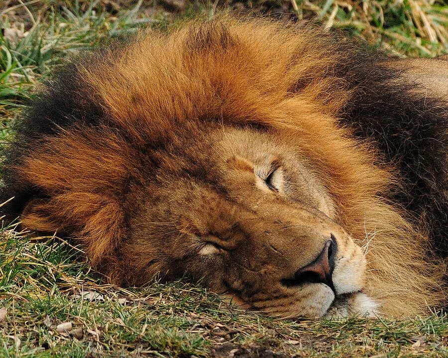 Сколько спят львы. Лев спящий. The Lion King Sleep.