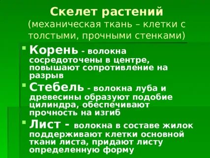 Покровные ткани обеспечивают прочность растения
