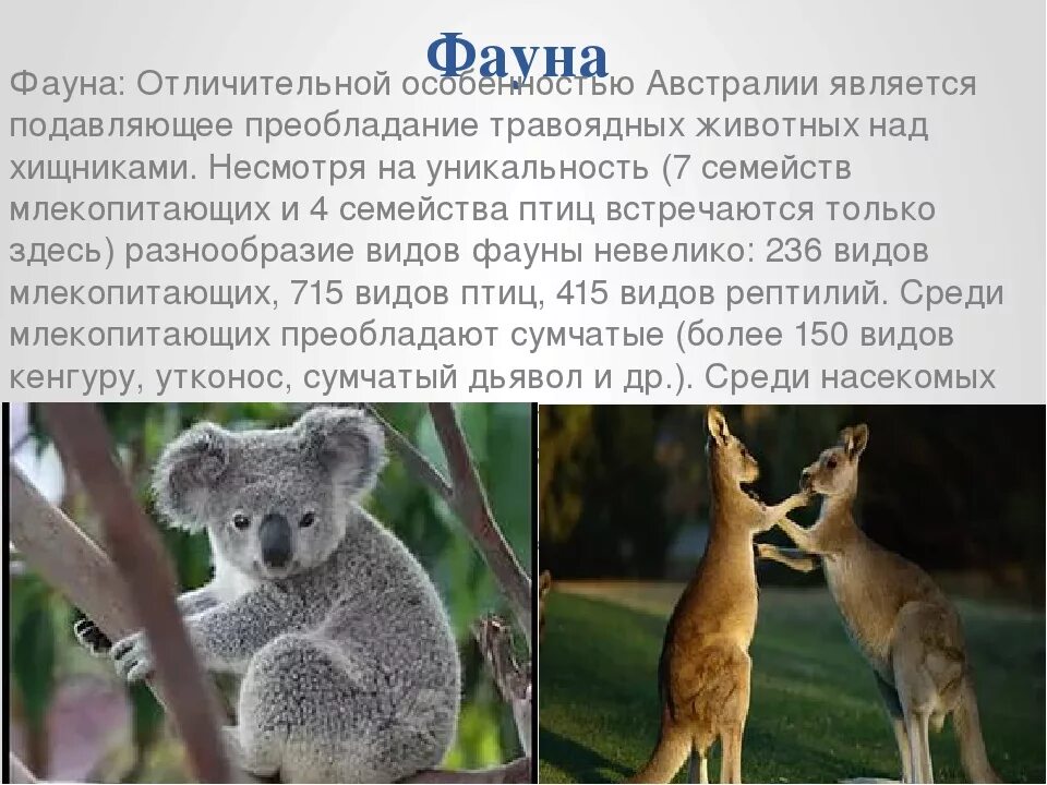 Животные австралии 7 класс кратко. Фауна австралии. представители фауны австралии. австралия животные и растения.