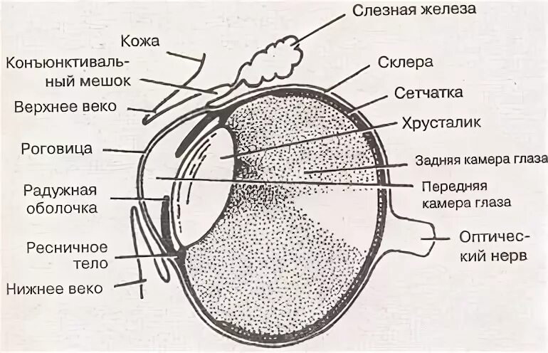 На рисунке пронумерованы структуры глаза млекопитающего. Строение кошачьего глаза схема. схема строения глазного яблока лошади. схема строения глазного яблока собаки. строение глаза птицы.