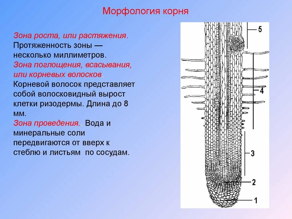 Строение корня ответ. Зоны деления корня корневой чехлик. Зона роста или растяжения зона поглощения, всасывания. Строение корня зоны. Внутреннее строение корня зоны корня.