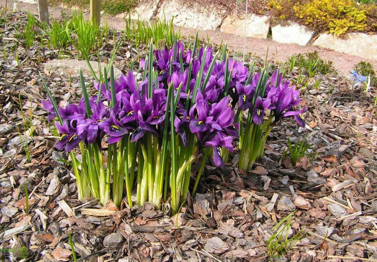 Ирис карликовый (iris pumila). Хионодокса розеа. Хионодокса sardensis. Ирис луковичный ирис сетчатый иридодиктиум. Ирис касатик карликовый.