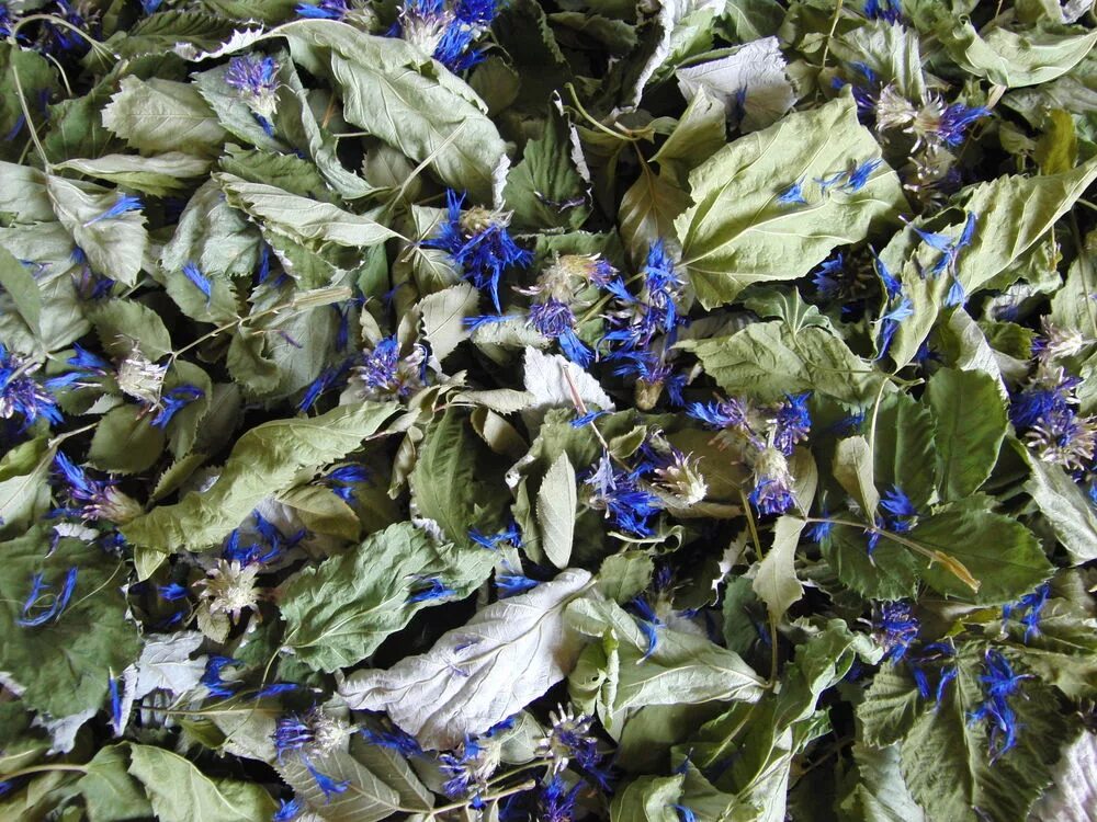 Чай с васильком. Чай с синими цветочками. Василек синий чай. Трава с синими цветочками для чая. Чайная трава с синими цветами.