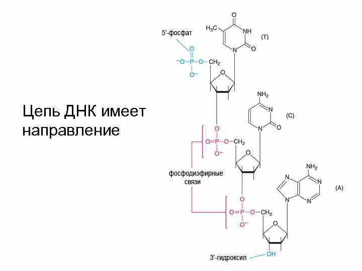 Как называются цепи днк. Фосфат ДНК. Цепь ДНК. Цепь ДНК строение основания. Двойная цепь ДНК формула.