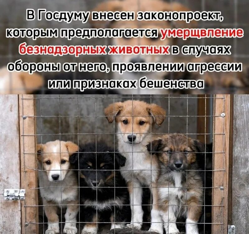 жестокое обращение с животными презентация. защита животных. закон 498-фз об ответственном обращении с животными. умерщвление животных закон. закон о защите животных.