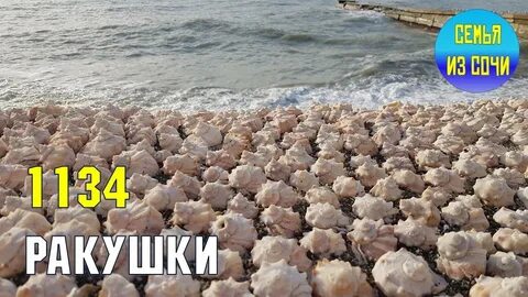 Ракушка адлер