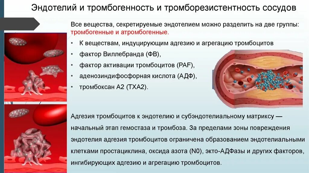 При повреждении сосудов тромбоциты. Тромборезистентность эндотелия определяется:. Фактор активирующий тромбоциты. Функции эндотелия сосудов. Тромборезистентность сосудов это.