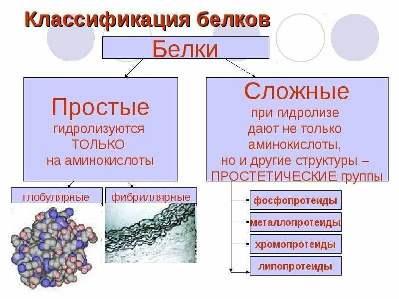 Химический состав и функции белков. Классификация белков простые и сложные белки. классификация белков по химическому строению. структурная классификация белков. классификация белков и аминокислот. функции белков.